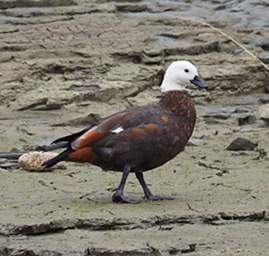 Whanganui R Bird Paradise Shelduck Tadorna Variegata F