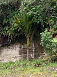 Whanganui R Nikau Palm