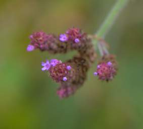Whanganui R Flower Xxx Violet