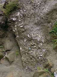 Whanganui R Cave Shells