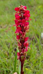Satyrium Monadenum