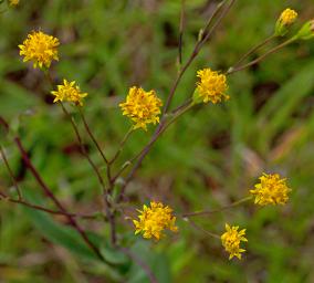 Flower Xxx Yellow
