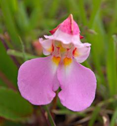 Impatiens Rosalata