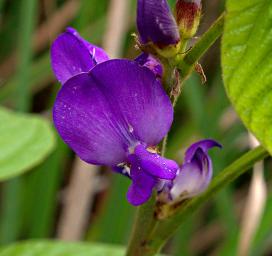 Flower Xxx Violet