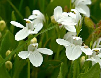 Lobelia Angolensis