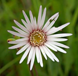 Flower Xxx White