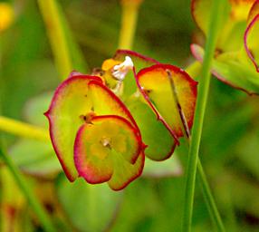 Flower Xxx Yellow Red