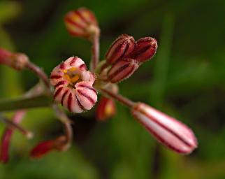 Flower Xxx White Red