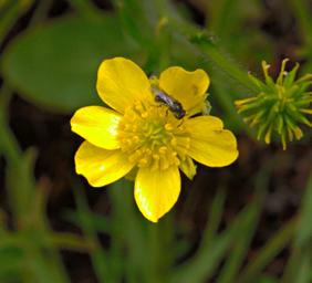 Flower Xxx Yellow