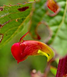 Impatiens Gomphophylla