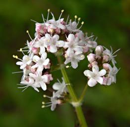 Flower Xxx White