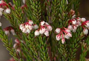 Erica Kingaensis