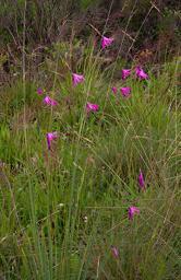 Dierama Pendulum