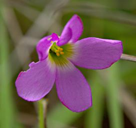 Oxalis Obliquifolia