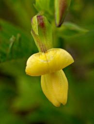 Flower Xxx Yellow