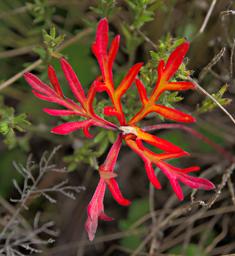 Flower Xxx Red