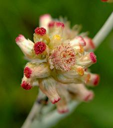 Flower Xxx White Red