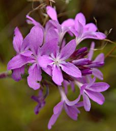 Buchnera Crytocephala