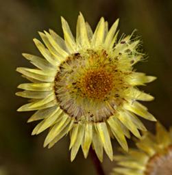 Flower Xxx Yellow