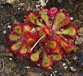Sundew