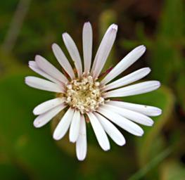 Flower Xxx White