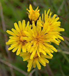 Flower Xxx Yellow