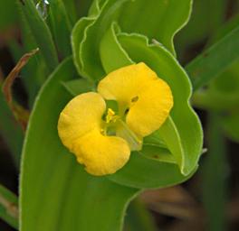 Commelina Africana