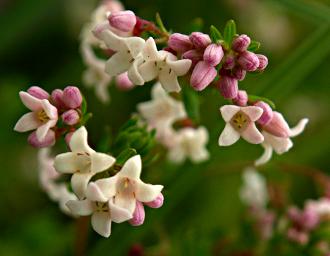 Flower Xxx White