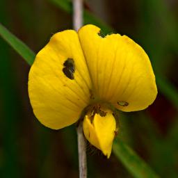 Flower Xxx Yellow