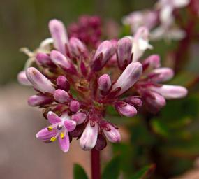 Flower Xxx Pink White