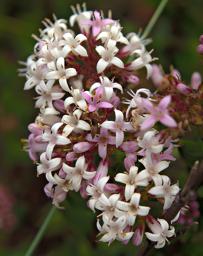 Flower Xxx White