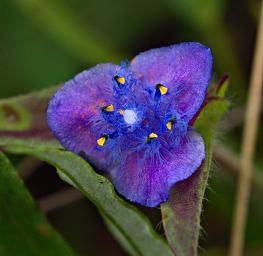 Cyanotis Speciosa