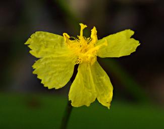 Flower Xxx Yellow