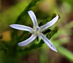 Wahlenbergia 