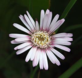 Flower Xxx White