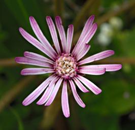 Flower Xxx White Pink