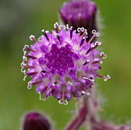 Senecia purpureus