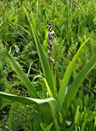 Chlorophytum Affine