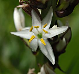 Chlorophytum Affine