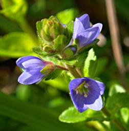 Flower Xxx Blue