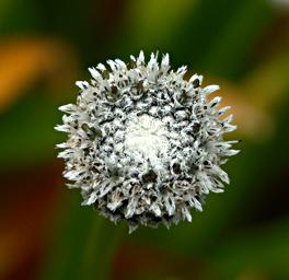 Flower Xxx White
