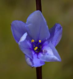 Flower Xxx Blue