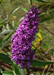 Flower Xxx Purple Orange