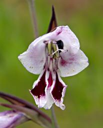 Gladiolus astropurpureus Baker