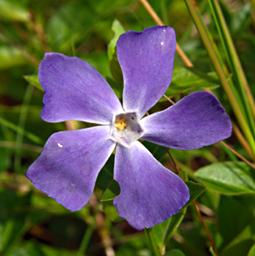 Vinca major