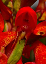 Flower Xxx Red