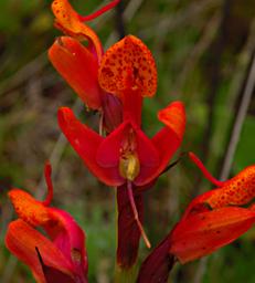 Disa Stolzii