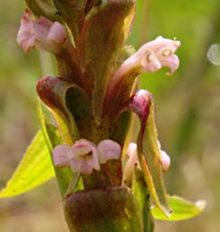 Satyrium neglectum