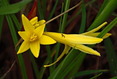 Flower Xxx Yellow