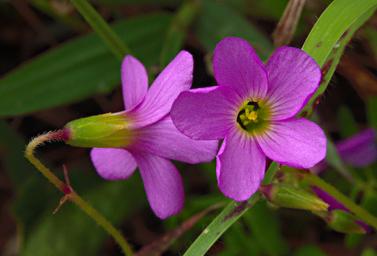 Flower Xxx Oxalis Xxx